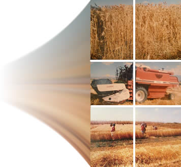 Your Ethiopian Business Partner That Can Meet Your Needs